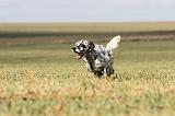 SETTER ANGLAIS 190